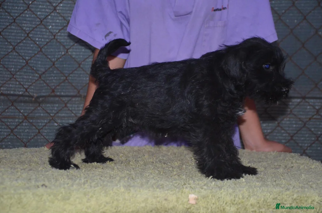Schnauzer Miniatura perros en venta: Schnauzer miniatura negro - Anuncio 1