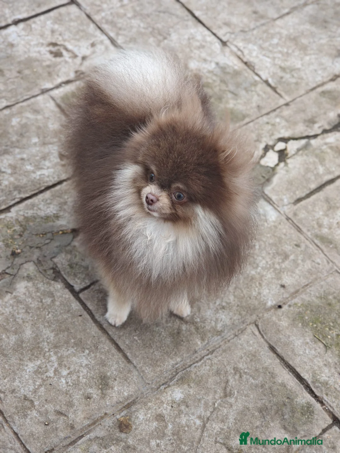 Pomerania perros para monta: Pomerania lilac montas  - Anuncio 5