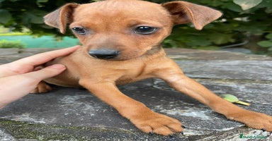 Pinscher Miniatura perros - Anuncio 1