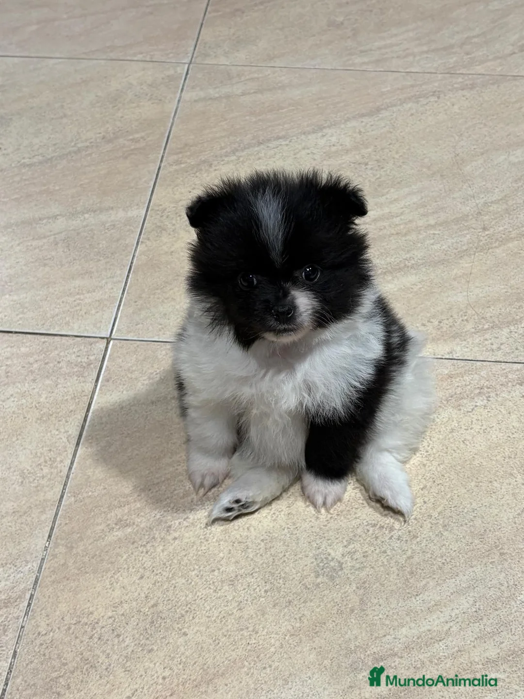 Pomerania perros en venta: Lulu Pomerania toy Party se llama Pinto - Anuncio 15