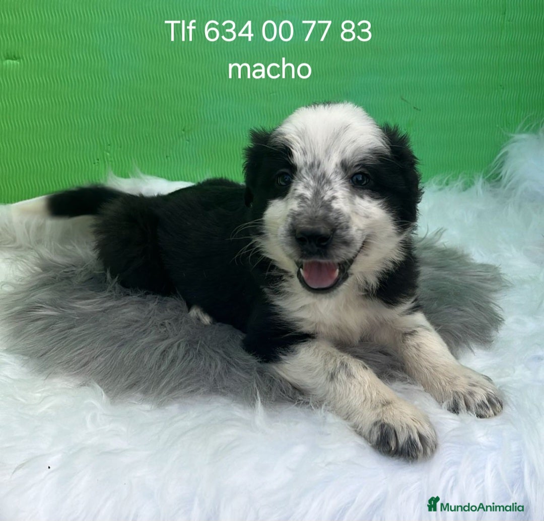 Border Collie perros Excelente cachorro border collie  - Anuncio 2
