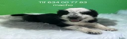 Border Collie perros en venta: Excelente cachorro border collie  - Anuncio 1