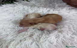 Maltipoo perros en venta: MALTIPOO MACHO - Imagen 4