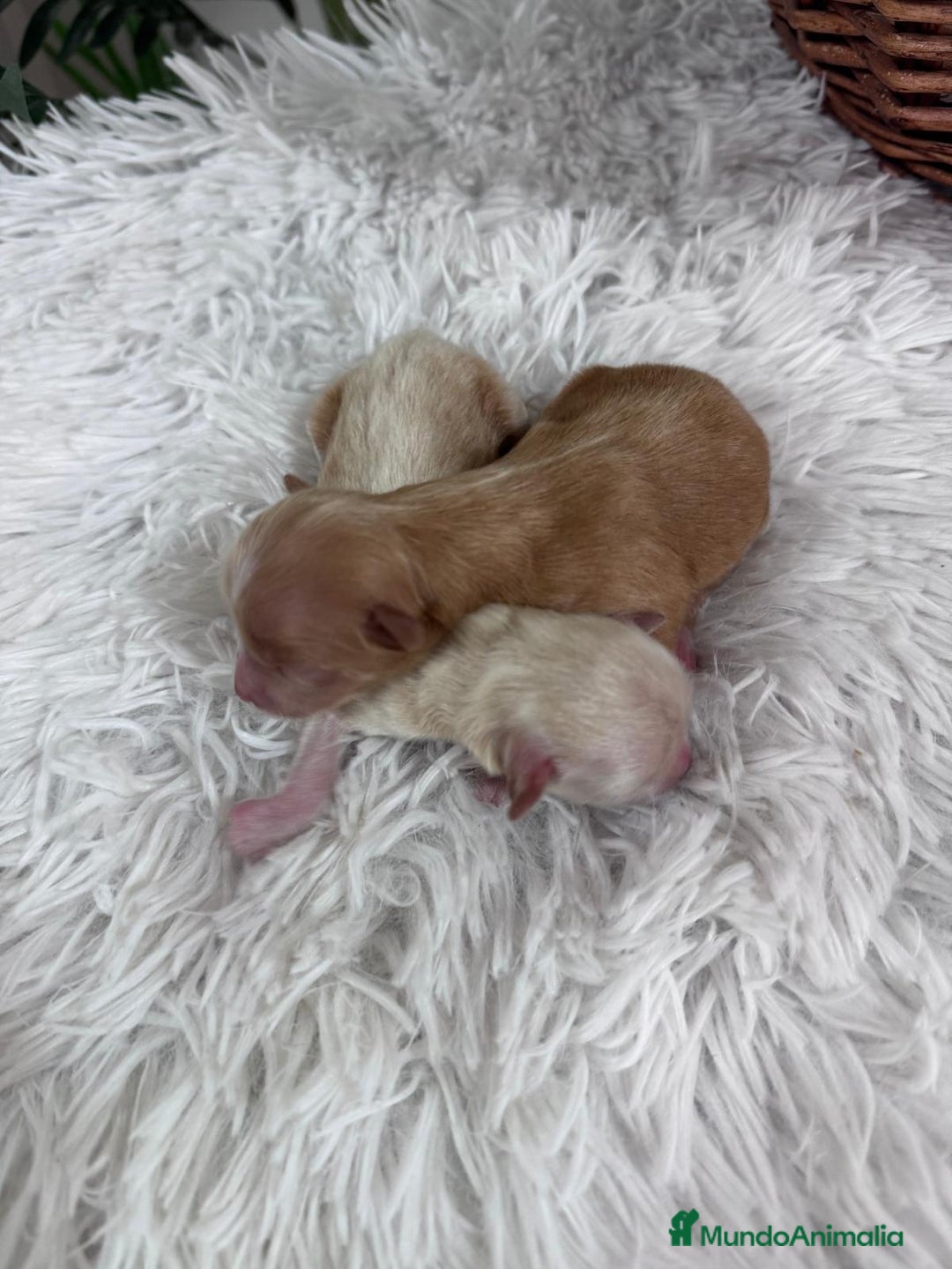 Maltipoo perros en venta: MALTIPOO MACHO - Imagen 4