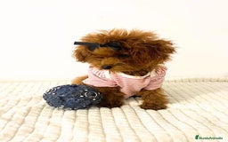 Caniche Toy perros en venta: CANICHE TOY ASIÁTICA 100% TEA CUP - Imagen 2