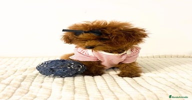 Caniche Toy perros - Anuncio 12