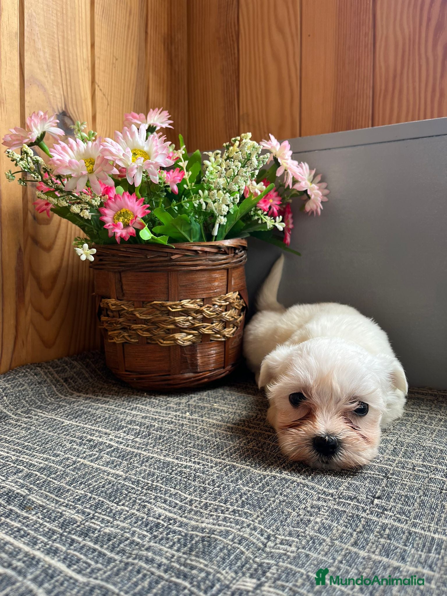 Bichón Maltés perros Preciosos Cachorritos de Bichón Máltes - Anuncio 28