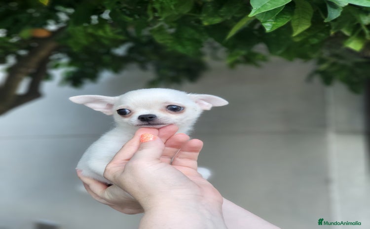 Pomchi perros - Propaganda 1