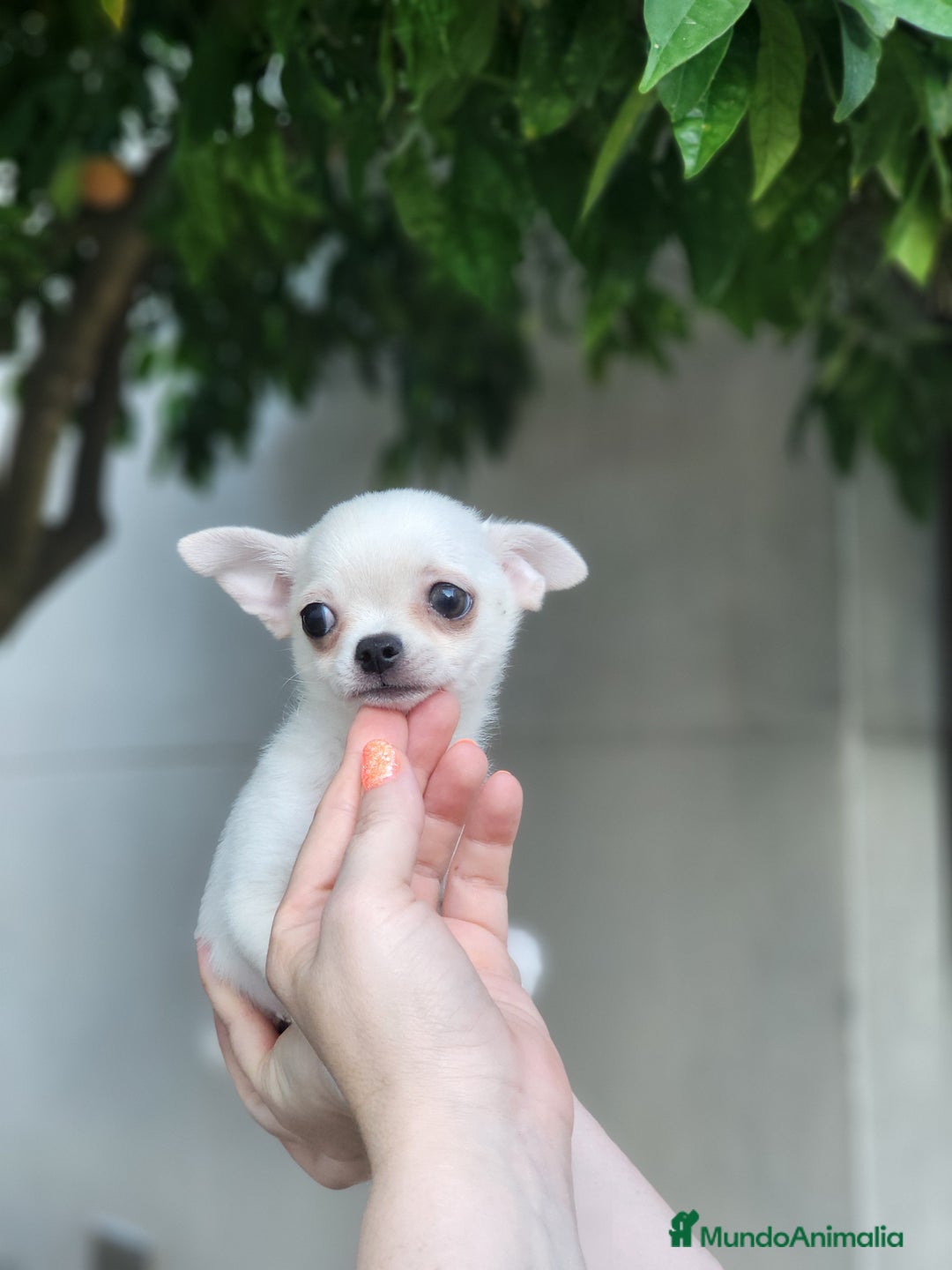 Pomchi perros en venta: Cachorritos toy - Imagen 1