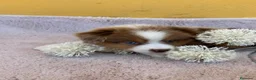 Pastor Miniatura Americano perros en venta: Cachorros de pastor americano merle  - Anuncio 8