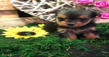 Yorkshire Terrier perros YORKSHIRE TOY ///// BEBÉS  - Anuncio 15
