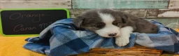Border Collie perros en venta: Disponibles Border Collie - Entrega en septiembre - Anuncio 9