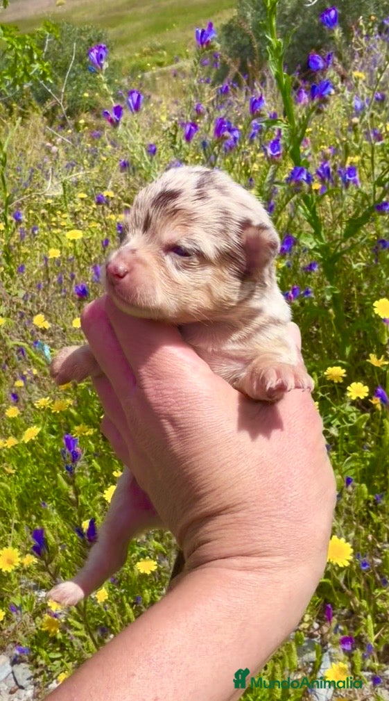 Chihuahua perros Chihuahua - Anuncio 1