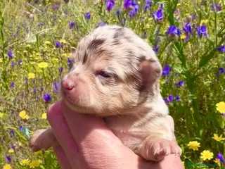 Chihuahua perros Chihuahua - Anuncio 1