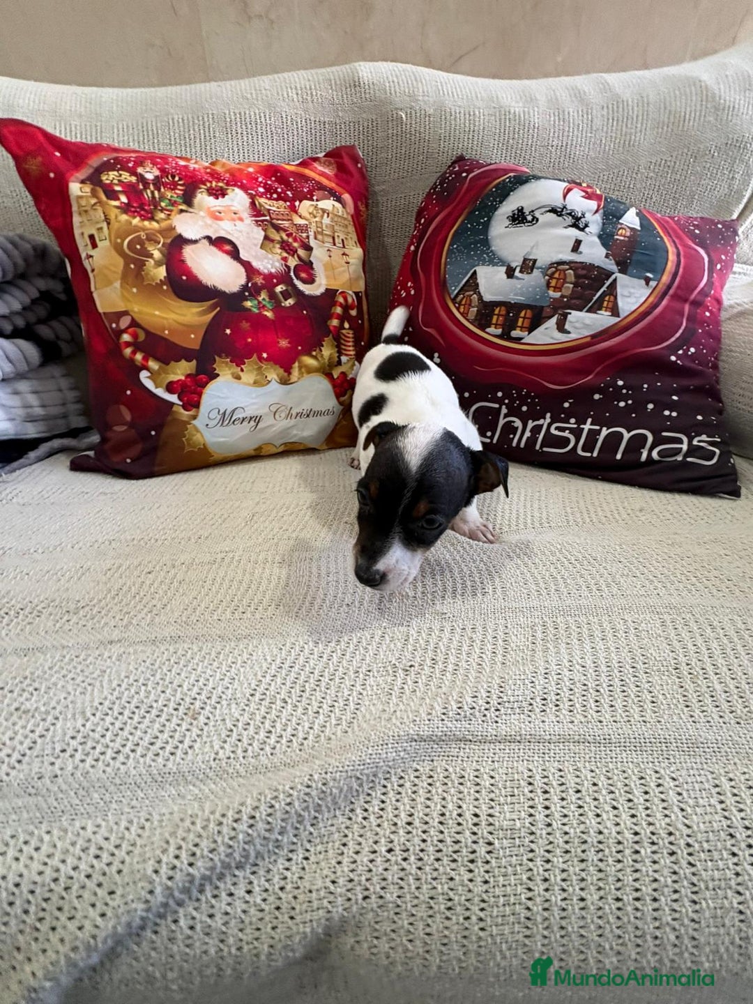 Jack Russell Terrier perros en venta: Jack Russell  - Anuncio 15