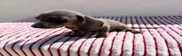 Teckel perros en venta: Teckel Kaninchen Isabela - Anuncio 9