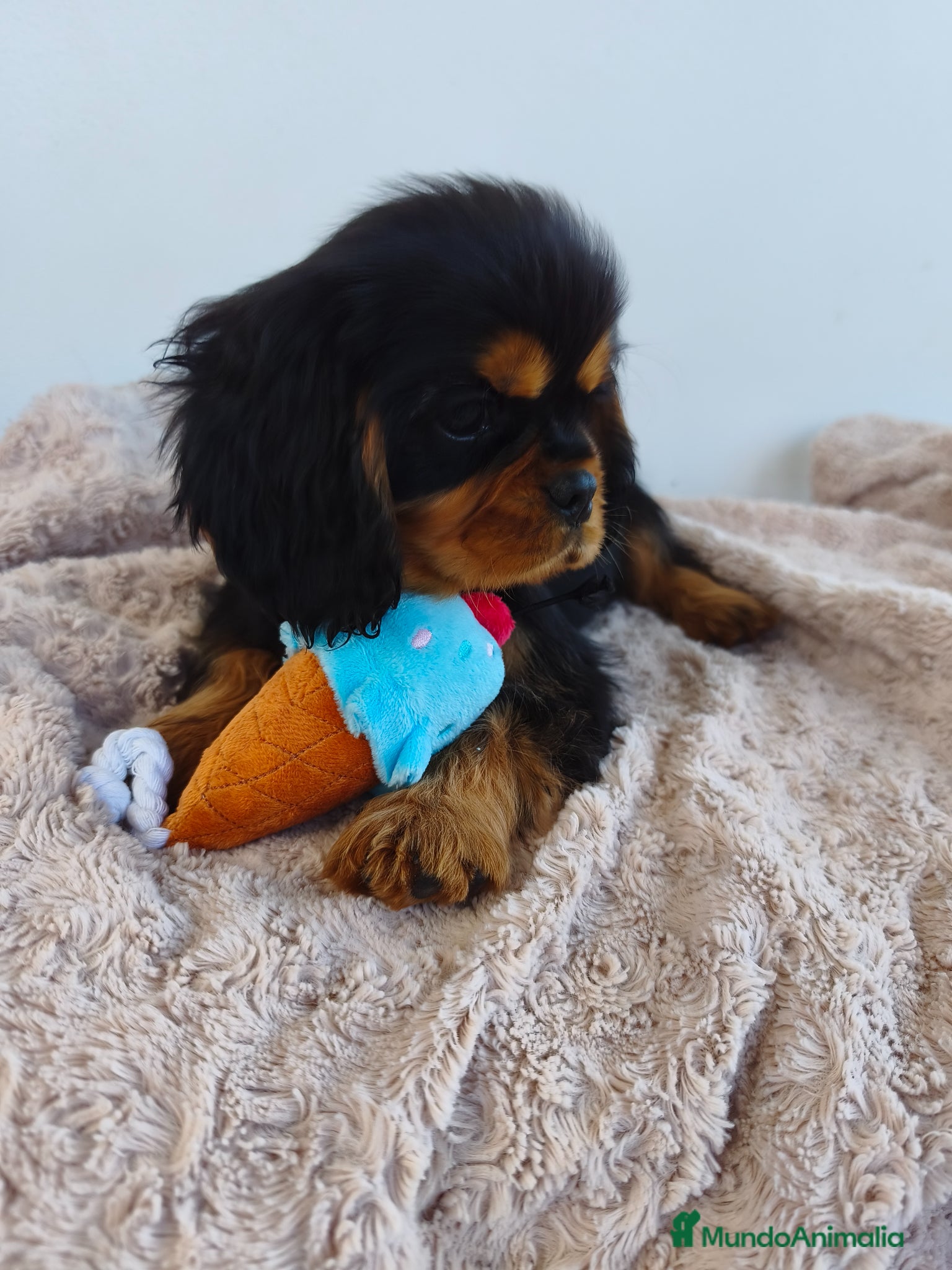 Cavalier King Charles Spaniel perros Cavalier negro fuego y ruby - Anuncio 2