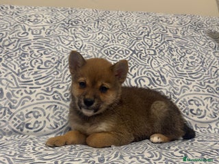 Shiba Inu perros Shiba Inu rojos preciosos machos - Anuncio 1