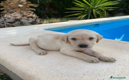 Labrador Retriever perros en venta: CAMADA LABRADORES - Imagen 1