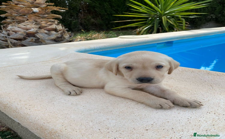 Labrador Retriever perros - Anuncio 1