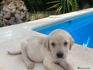 Labrador Retriever perros - Anuncio 1