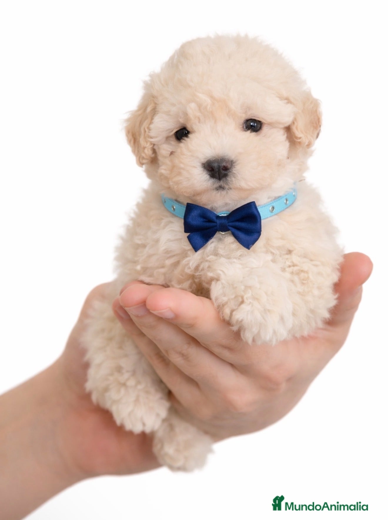 Caniche Toy perros Caniche toy  - Anuncio 2