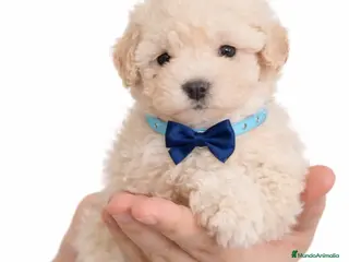 Caniche Toy perros Caniche toy - Anuncio 2