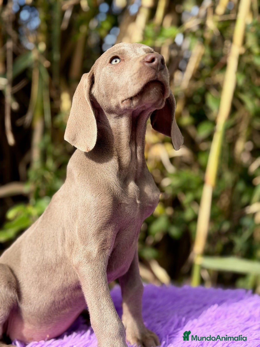 Weimaraner perros en venta: Braco de weimar disponible  - Anuncio 2