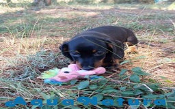 Teckel Miniatura perros en venta: Teckel Macho de Tiana y Tilo 4491 AQUANATURA - Imagen 3