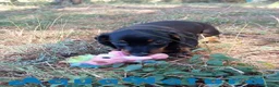 Teckel Miniatura perros en venta: Teckel Macho de Tiana y Tilo 4491 AQUANATURA - Anuncio 3