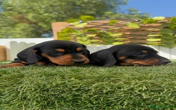 Teckel Miniatura perros en venta: TECKEL MINIATURA - Imagen 7