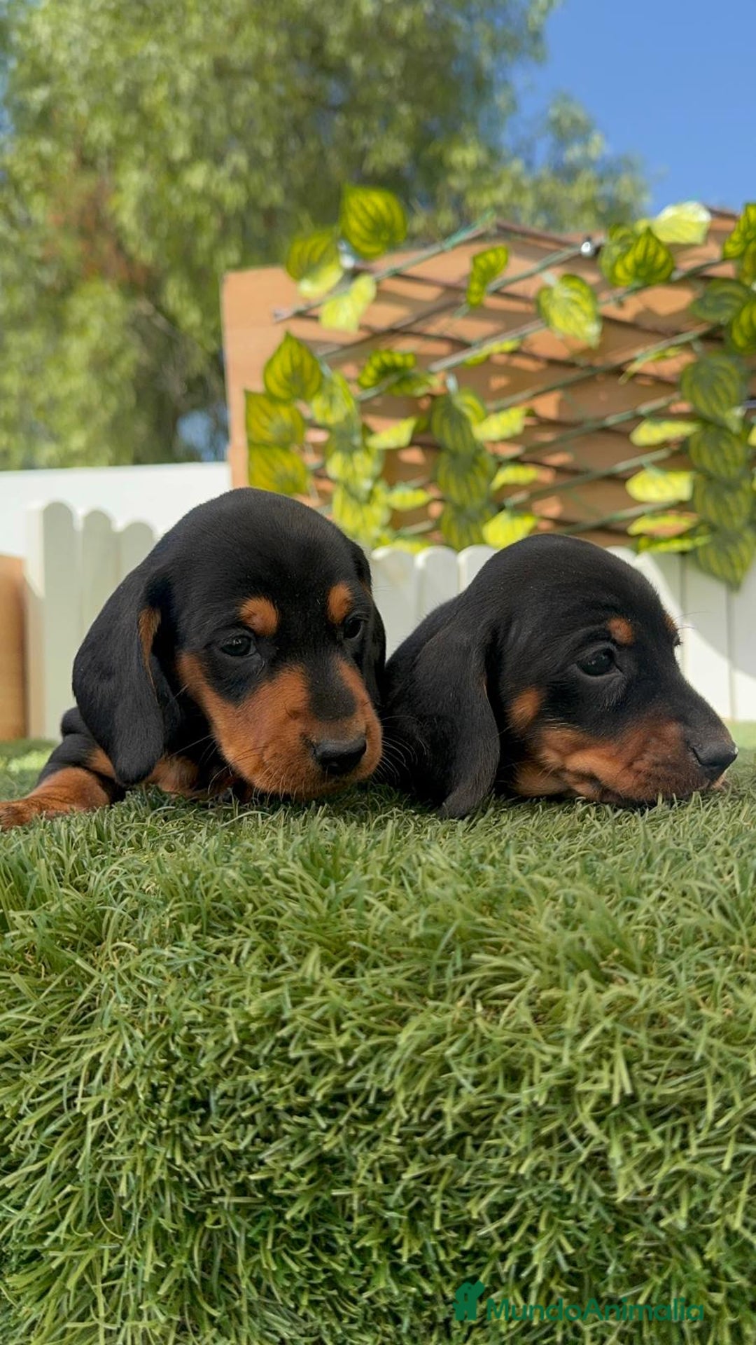 Teckel Miniatura perros en venta: TECKEL MINIATURA - Imagen 7