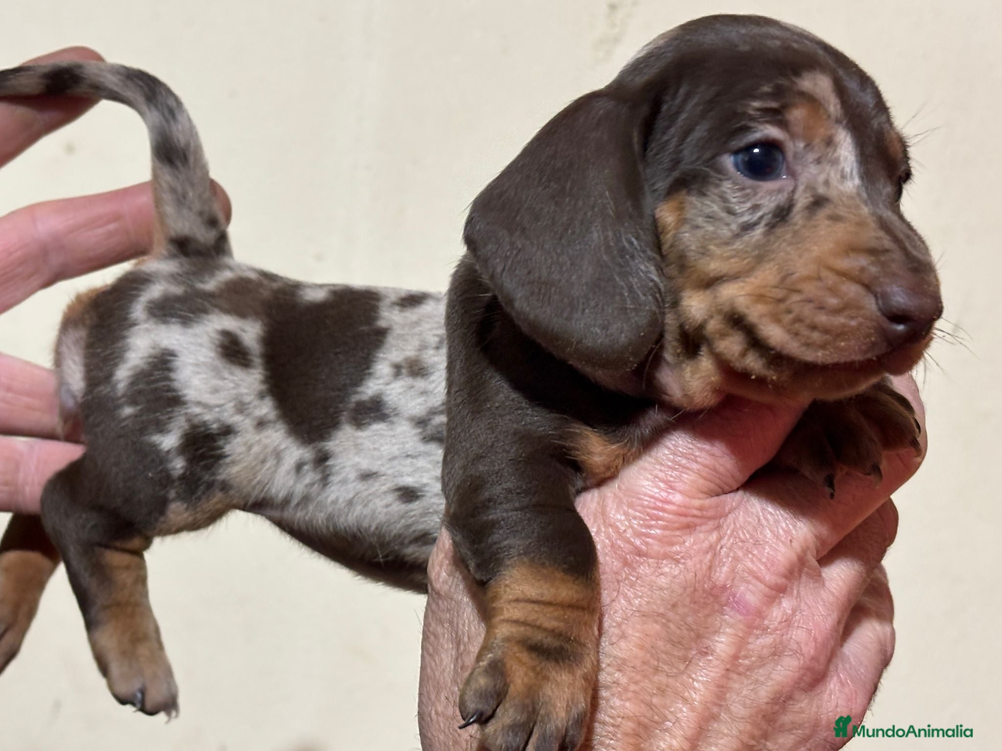 Teckel perros Hembra de teke arlequín chocolate  - Anuncio 1