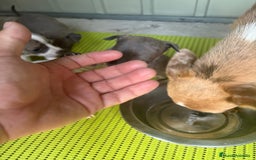 Chihuahua perros en venta: Chihuahua cabeza venado  - Imagen 9