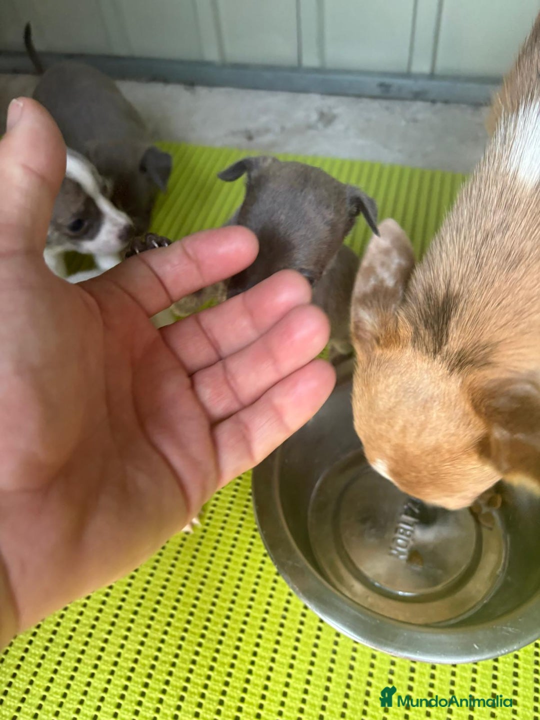 Chihuahua perros en venta: Chihuahua cabeza venado  - Imagen 9