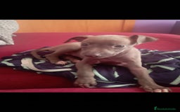 Pequeño Lebrel Italiano perros en venta: Lebrel italiano  - Imagen 1
