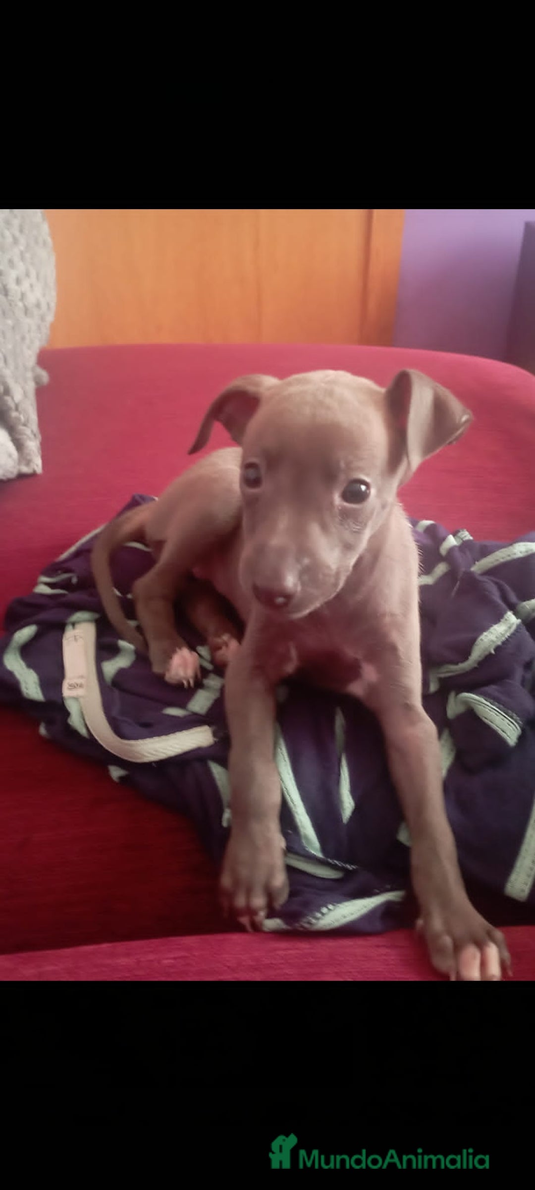 Pequeño Lebrel Italiano perros en venta: Lebrel italiano  - Imagen 1