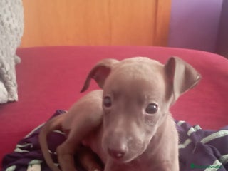 Pequeño Lebrel Italiano perros - Anuncio 1