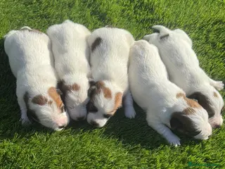 Jack Russell Terrier perros Jack Russell bebes espectaculares - Anuncio 1