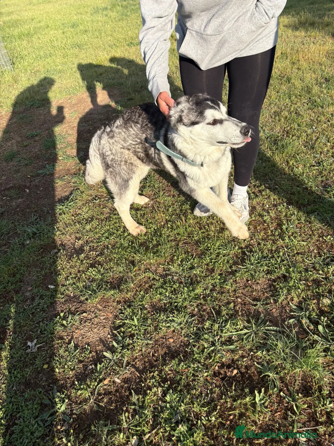 Husky Siberiano perros en venta: Husky Siberiano - Anuncio 2