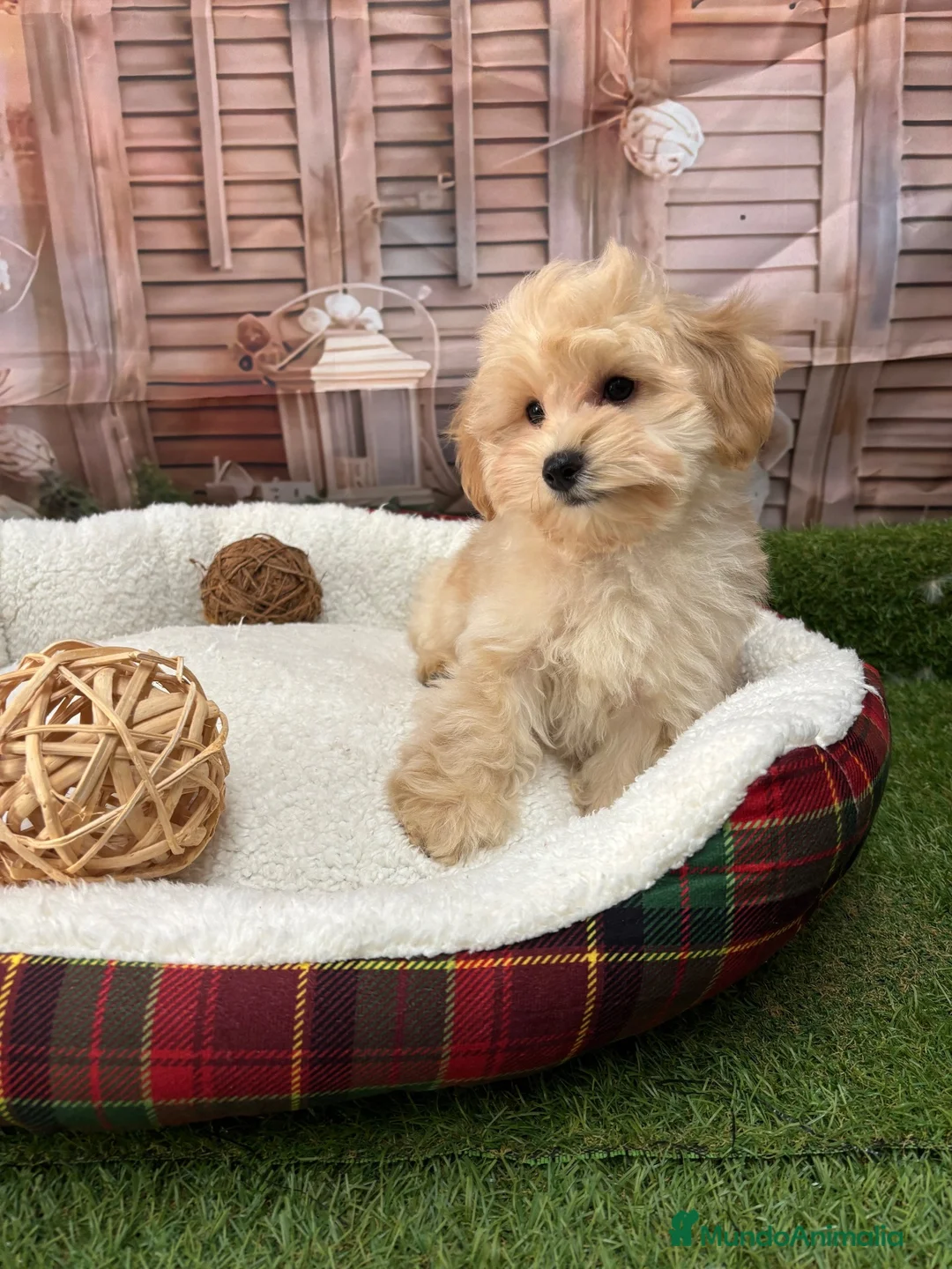 Maltipoo perros en venta: Maltipoo toy listo para conocer a su nueva familia - Anuncio 2