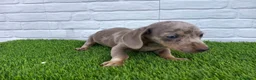 Teckel perros en venta: Precioso macho isabella arlequín disponible  en Sevilla - Anuncio 8