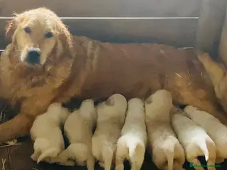 Golden Retriever perros Golden retriever - Anuncio 5