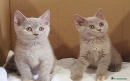Británico de Pelo Corto gatos en venta: British Shorthair última hembra  - Imagen 1