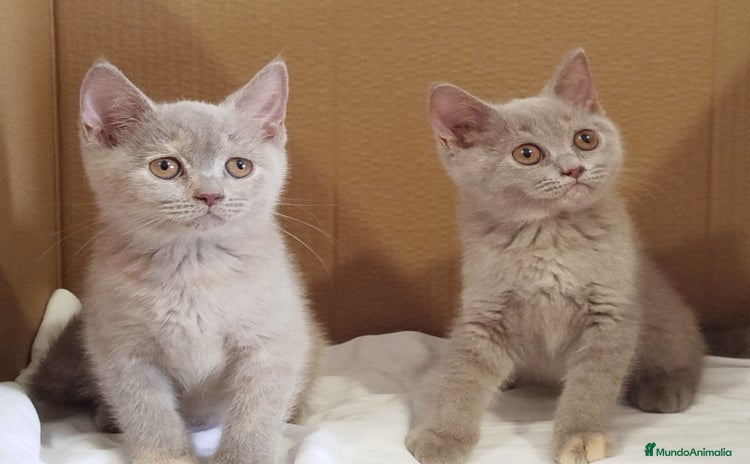 Británico de Pelo Corto gatos - Anuncio 4