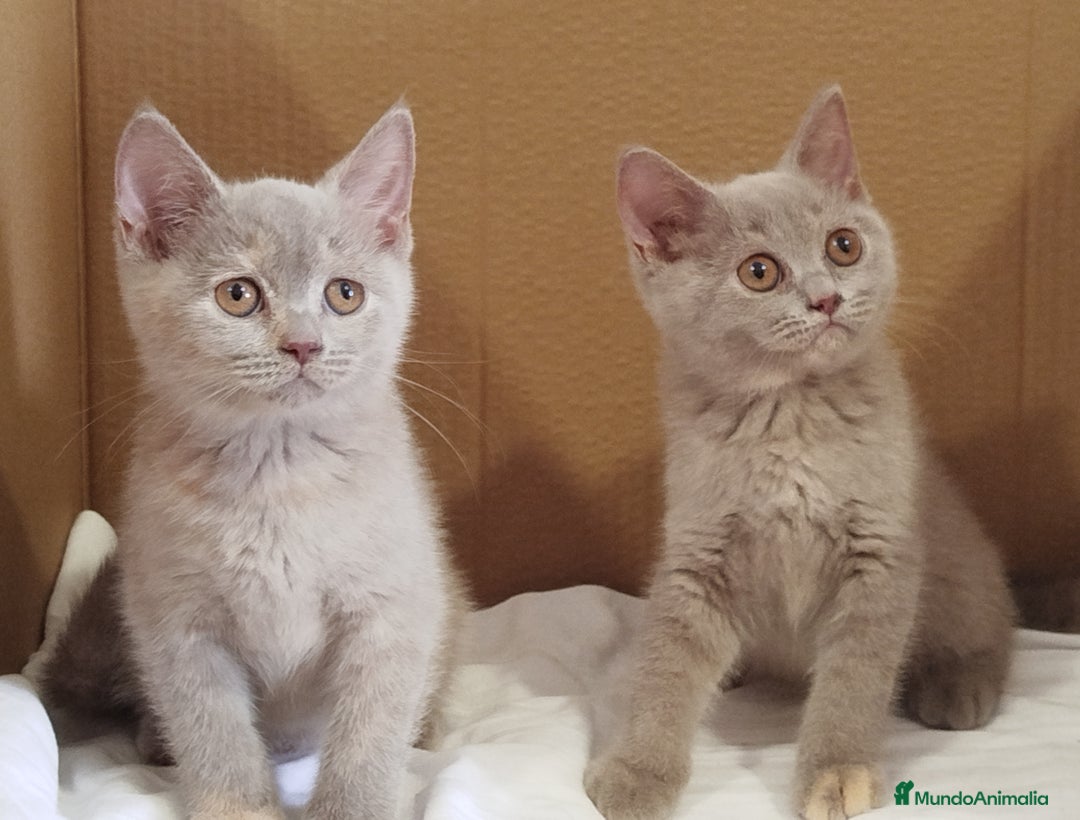 Británico de Pelo Corto gatos en venta: British Shorthair última hembra  - Imagen 1
