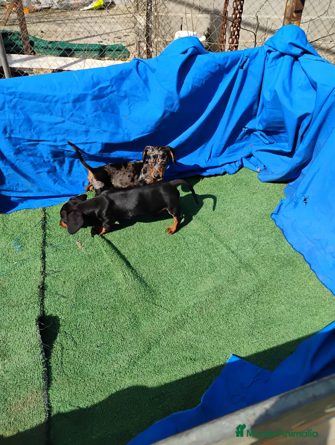 Teckel Miniatura perros en venta: Hembra teckel negro y fuego  - Anuncio 4