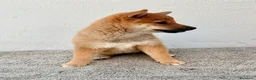 Shiba Inu perros en venta: Shiba Inu - Anuncio 13