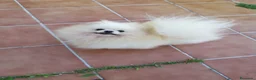 Pomerania perros en venta: Hembra adulta para compañía  - Anuncio 1