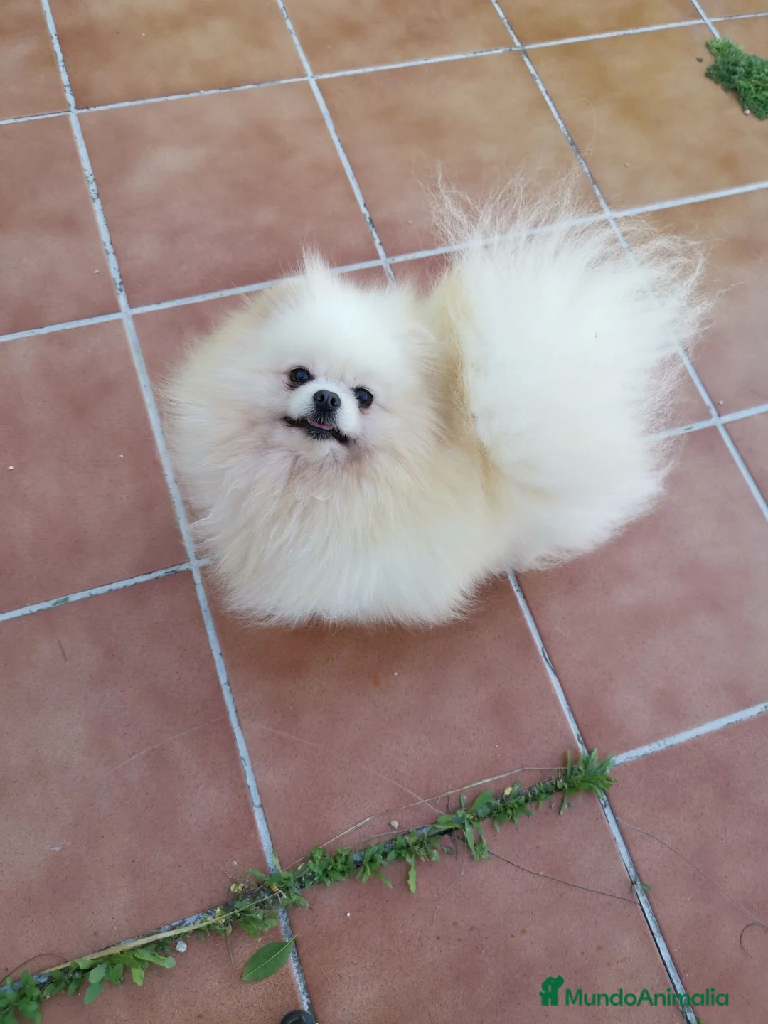 Pomerania perros en venta: Hembra adulta para compañía  - Anuncio 1